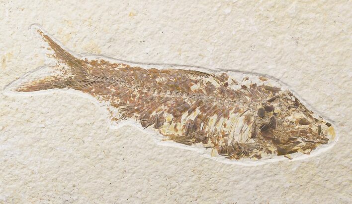 Bargain Knightia Fossil Fish - Wyoming #18321
